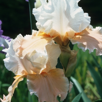 Iris germanica 'Betty Dunn' 
