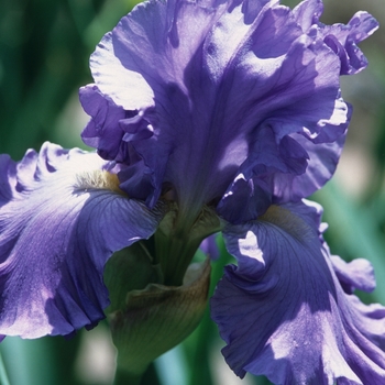 Iris germanica 'Big Boss'