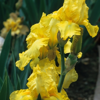 Iris germanica 'Billionaire'