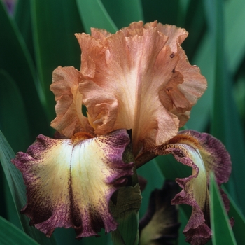 Iris germanica 'Birthday Suprise' 