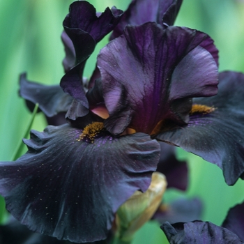 Iris germanica 'Black Magic'