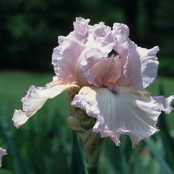 Iris germanica 'Blue Chip Pink' 