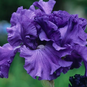 Iris germanica 'Blue It Up' 