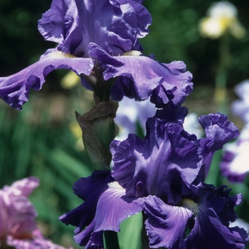 Iris germanica 'Blue Jay Way' 
