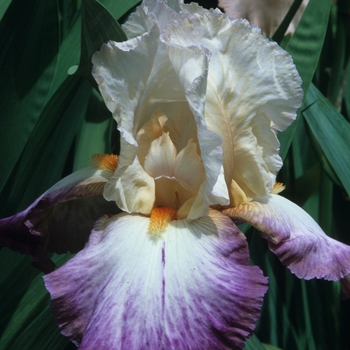 Iris germanica 'Bold Fashion'