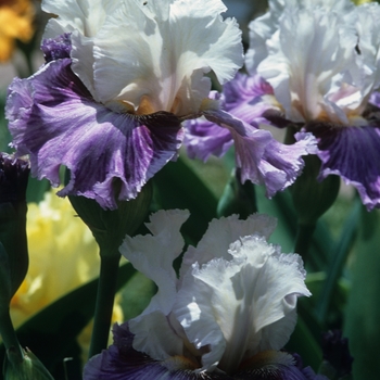 Iris germanica 'Boogie Woogie'