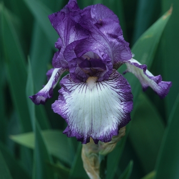 Iris 'Bountiful Harvest' 