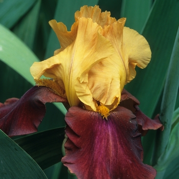 Iris germanica 'Broadway Joe' 