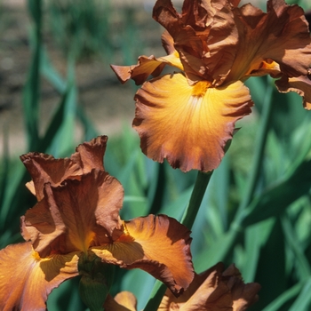 Iris germanica 'Bronzette Star' 