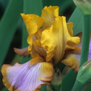Iris germanica 'Brown Lasso' 