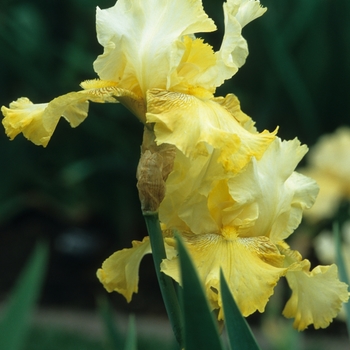 Iris germanica 'Buckwheat'