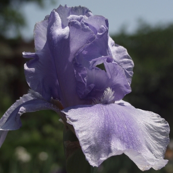 Iris germanica 'Bugle Boy Blues' 