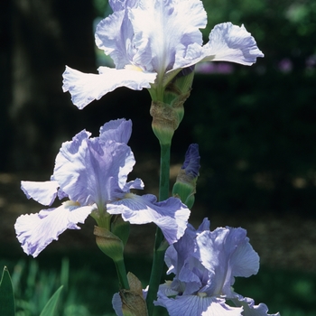 Iris germanica 'Busy Being Blue' 