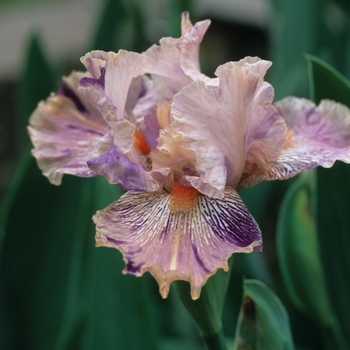 Iris germanica 'Calice Kid' 