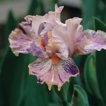 Iris germanica 'Calice Kid'