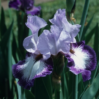 Iris germanica 'Can Do' 