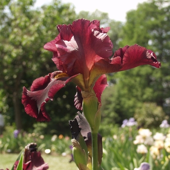 Iris germanica 'Cannonball'