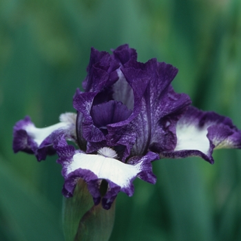 Iris germanica 'Cee Jay' 