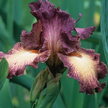 Iris germanica 'Chatter' 