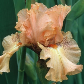 Iris germanica 'Cheating Heart' 