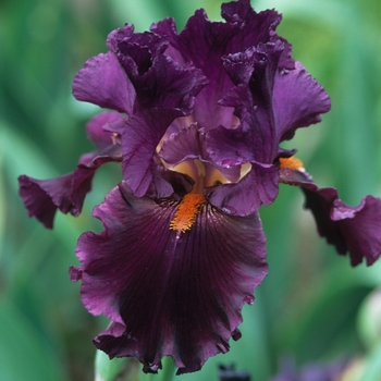 Iris germanica 'Cherry Glen' 