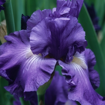 Iris germanica 'Chief Executive'