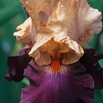 Iris germanica 'Chinese New Year' 