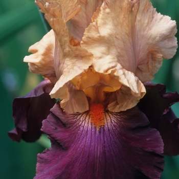 Iris germanica 'Chinese New Year'