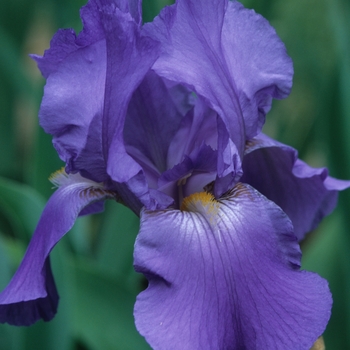 Iris germanica 'Chivalry' 
