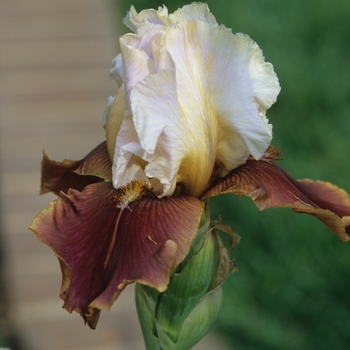 Iris germanica 'Chocolate Vanilla' 