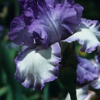 Iris germanica 'Chrystl Pattern'