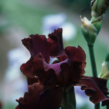 Iris germanica 'Classic Bourdeux' 