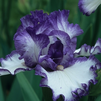 Iris germanica 'American Classic'