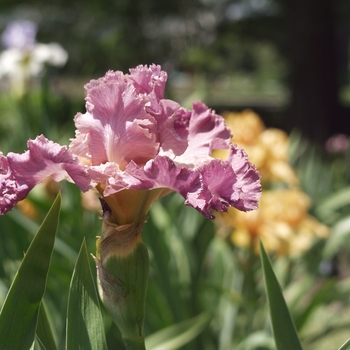 Iris germanica 'Color My World' 