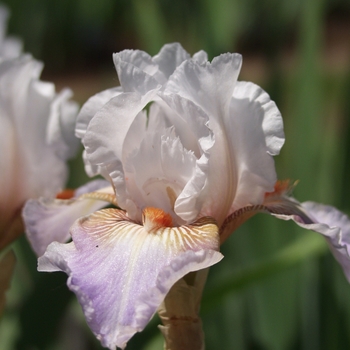 Iris germanica 'Colorific' 