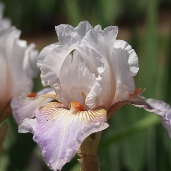 Iris germanica 'Colorific'