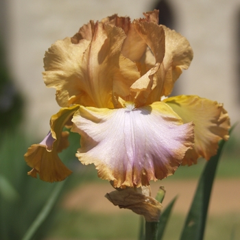 Iris germanica 'Competitive Edge'