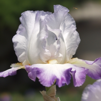 Iris germanica 'Conjuration' 
