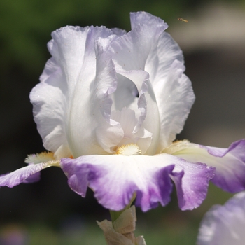 Iris germanica 'Conjuration'