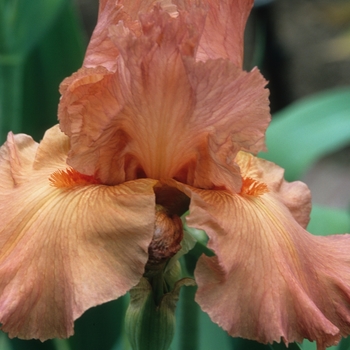 Iris germanica 'Copper Cymbal' 