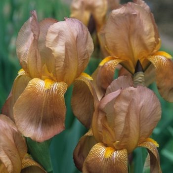 Iris germanica 'Copper Lustre' 