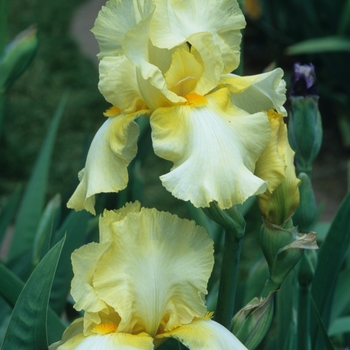 Iris germanica 'Dakota Moon' 
