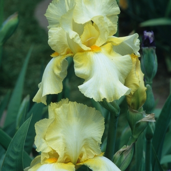 Iris germanica 'Dakota Moon'