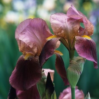 Iris germanica 'Dauntless' 