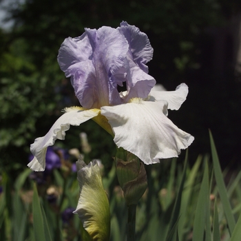Iris germanica 'Dawn of Change' 
