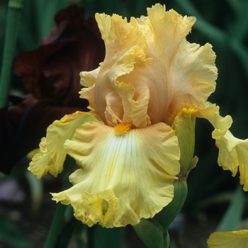 Iris germanica 'Dawning'