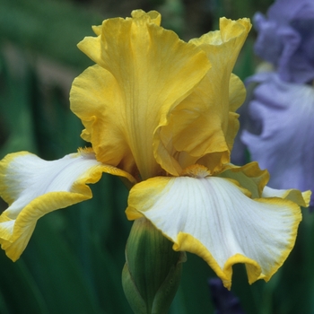 Iris germanica 'Debby Rairdon'