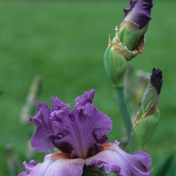 Iris germanica 'Designing Woman'