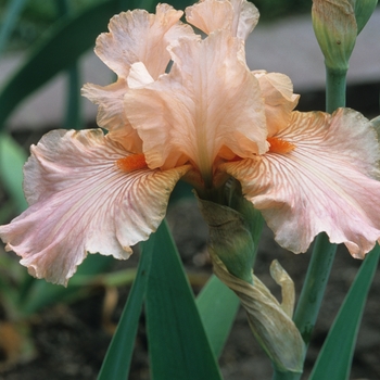 Iris germanica 'Diamond Blush'