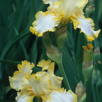 Iris germanica 'Dipped in Gold' 
